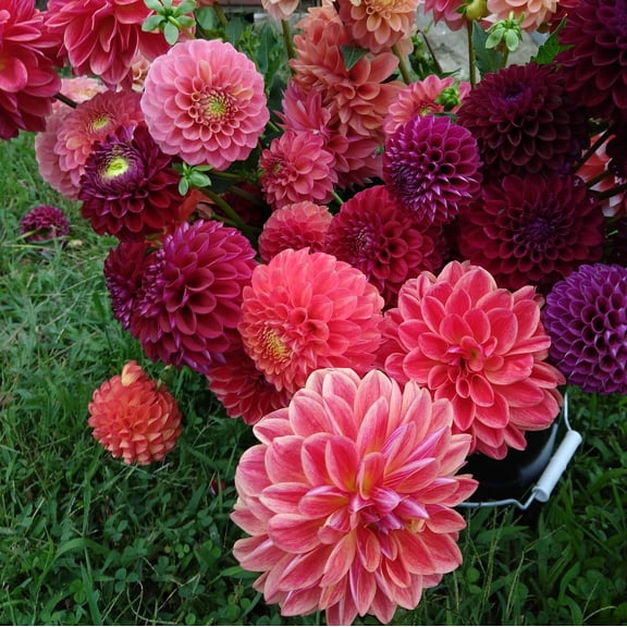 Easy to Grow Dahlia Watermelon Mix 12 Tuber Clumps, Pink Purple Red Blooms Summer Sun