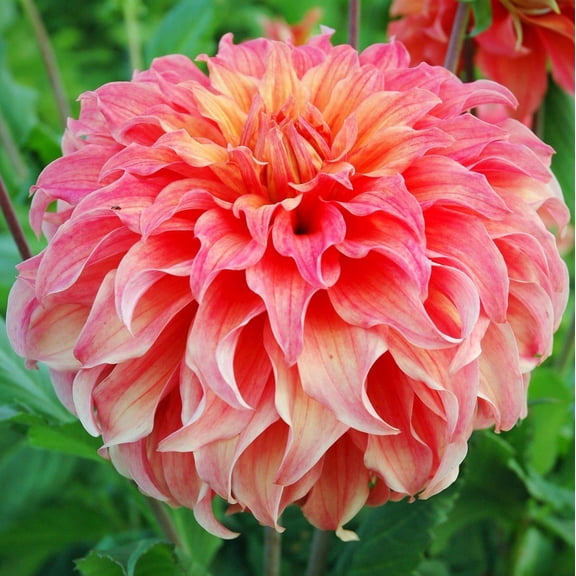 Easy to Grow Dahlia Wyn's Moonlight Sonata 3 Tuber Clumps, Pink Blooms Summer Sun