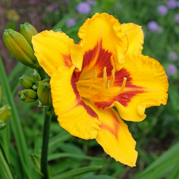 Easy to Grow Daylily Fooled Me 3 Plant Divisions, Summer Full Sun Zones 3-9