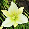 thumbnail image 1 of Easy to Grow Daylily Gentle Shepherd 3 Plant Divisions, Summer Sun Zones 3-9, 1 of 2