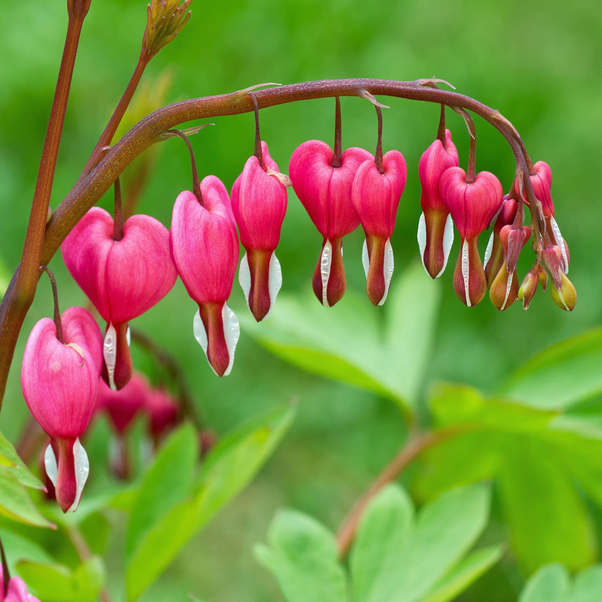 Dicentra Bleeding Heart