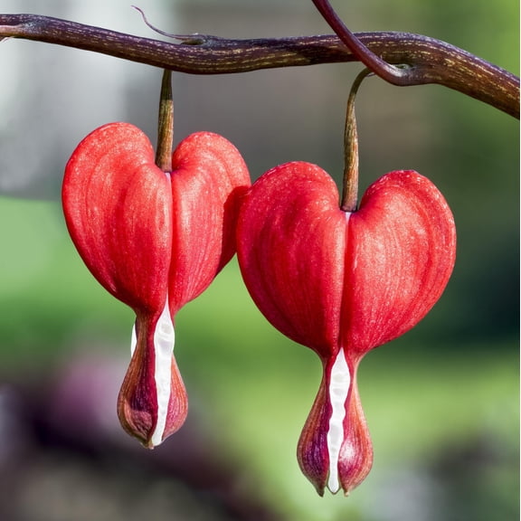 Easy to Grow Dicentra Bleeding Heart Valentine 1 Bareroot, Red Blooms Summer Shade