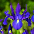 thumbnail image 1 of Easy to Grow Dutch Iris Telstar 20 Plant Bulbs, Spring Summer Zones 6-9, 1 of 6
