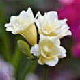 thumbnail image 1 of Easy to Grow Freesia Double White 15 Plant Bulbs, Fragrant Flowers Spring Zones 9-11, 1 of 4