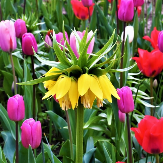 Easy to Grow Fritillaria Crown Imperial Yellow 1 Plant Bulb, Spring Zones 5-9