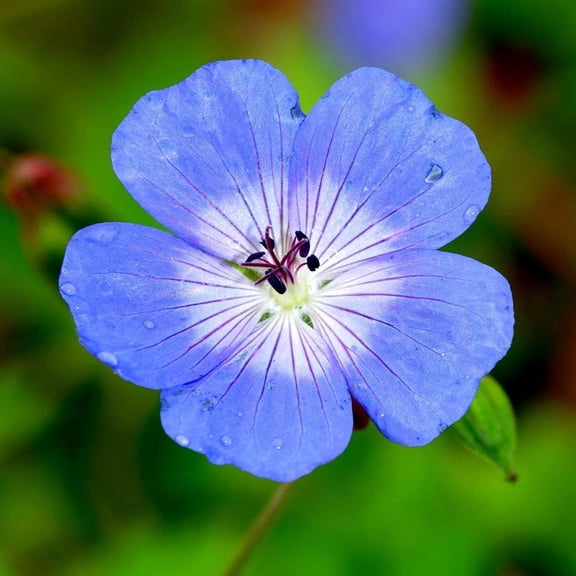 Easy to Grow Geranium Johnson's Blue 3 Plant Bareroots, Perennial Hardy Cranesbill