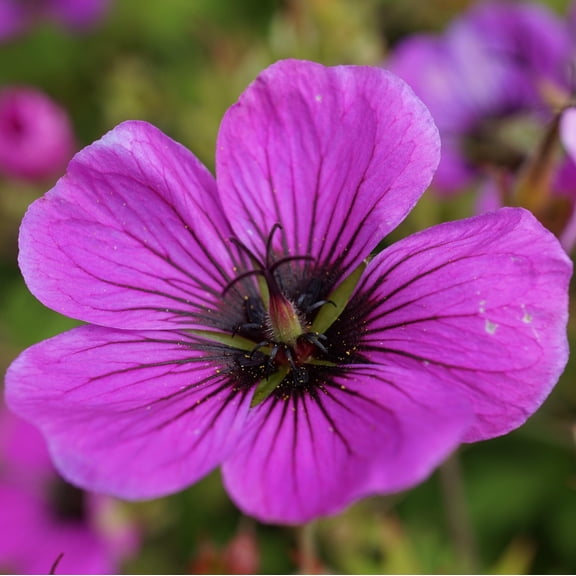 Easy to Grow Geranium Patricia 3 Plant Bareroots, Perennial Hardy Cranesbill