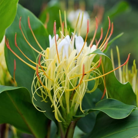 Easy to Grow Ginger Ellipticum 3 Tubers, White Fragrant Blooms Summer Partial Sun