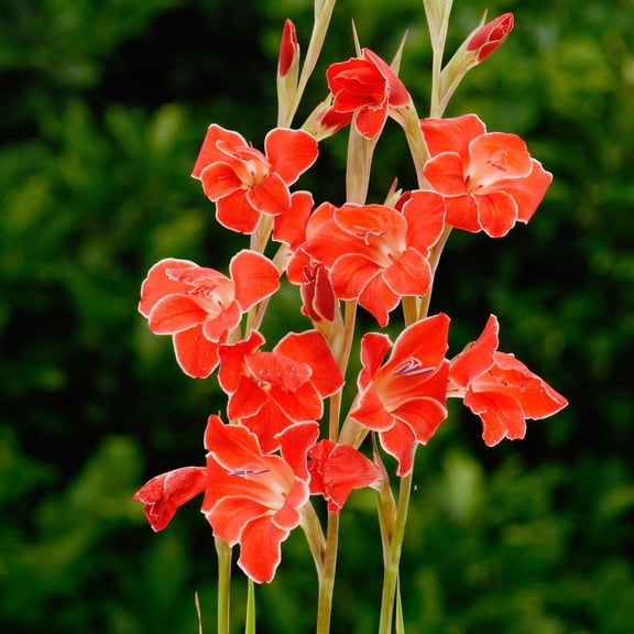 Easy to Grow Gladiolus Atom 10 Bulbs, Bright Red Blooms Summer Sun