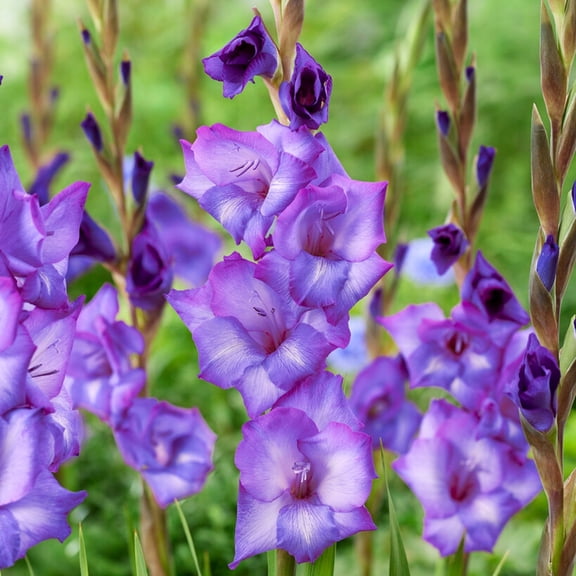 Easy to Grow Gladiolus Chemistry 10 Bulbs, Violet-Blue Blooms Summer Sun