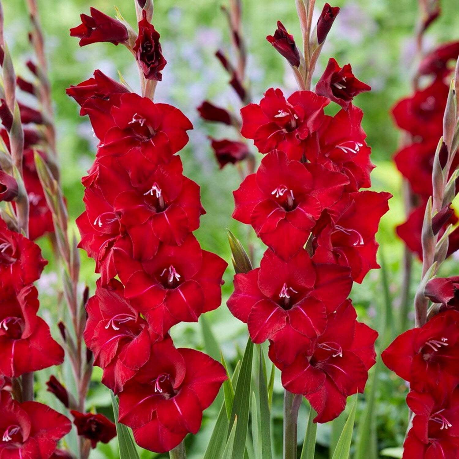 Easy to Grow Bulbs Gladiolus First Blood - Thumbnail 2