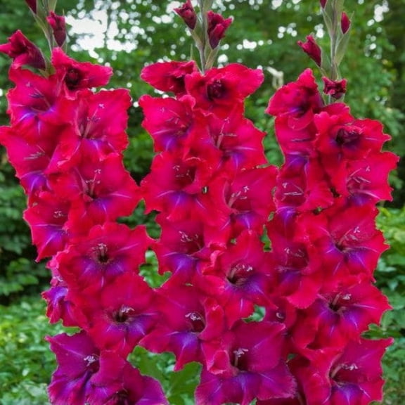 Easy to Grow Gladiolus Union Jack 10 Bulbs, Magenta Violet Blooms Summer Sun