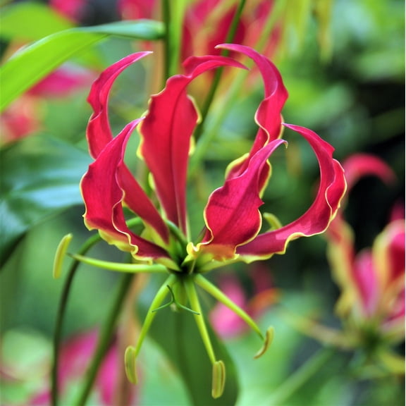 Easy to Grow Gloriosa Rothschildiana 3 Tubers, Red Blooms Fast Growing Vine Summer Partial Sun