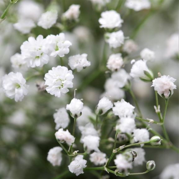 Easy to Grow Gypsophila Baby's Breath 3 Roots, White Blooms Summer Fall Sun