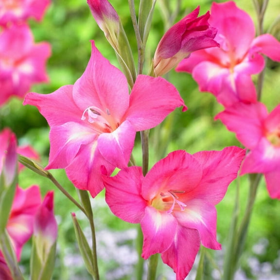 Easy to Grow Hardy Gladiolus Charm 10 Bulbs, Pink Blooms Summer Sun