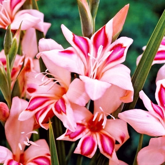 Easy to Grow Hardy Gladiolus Impressive 10 Bulbs, Pink Blooms Spring Sun