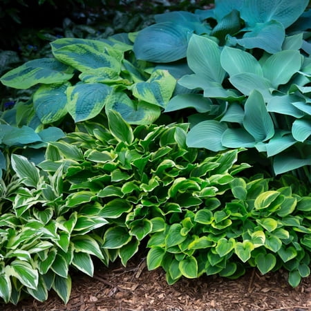 Easy to Grow Hosta Crop Mix 10 Plant Roots, Partial Shade Summer Flowers Zones 3-8