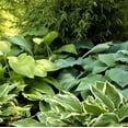 thumbnail image 1 of Easy to Grow Hosta Giants Collection 9 Plant Roots, Summer Shade Zones 3-9, 1 of 7