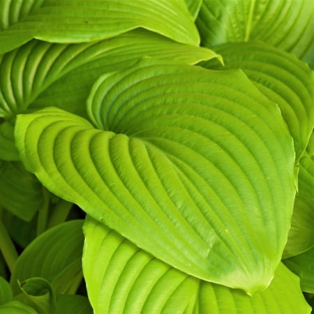 Easy to Grow Hosta Sum and Substance 3 Plant Roots, Summer Shade Zones 3-9