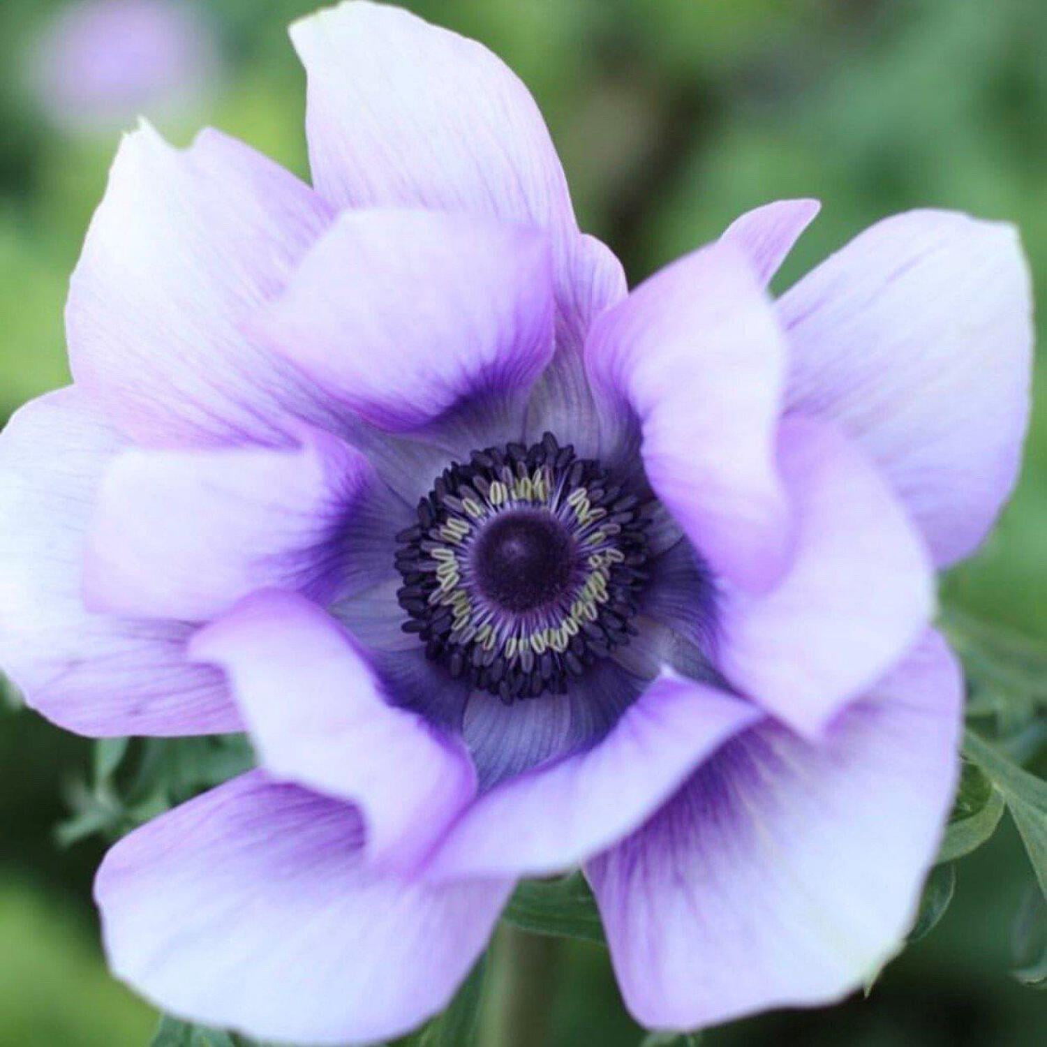 Easy to Grow Italian Anemone Mistral Azzurro 10 Plant Bulbs, Spring ...