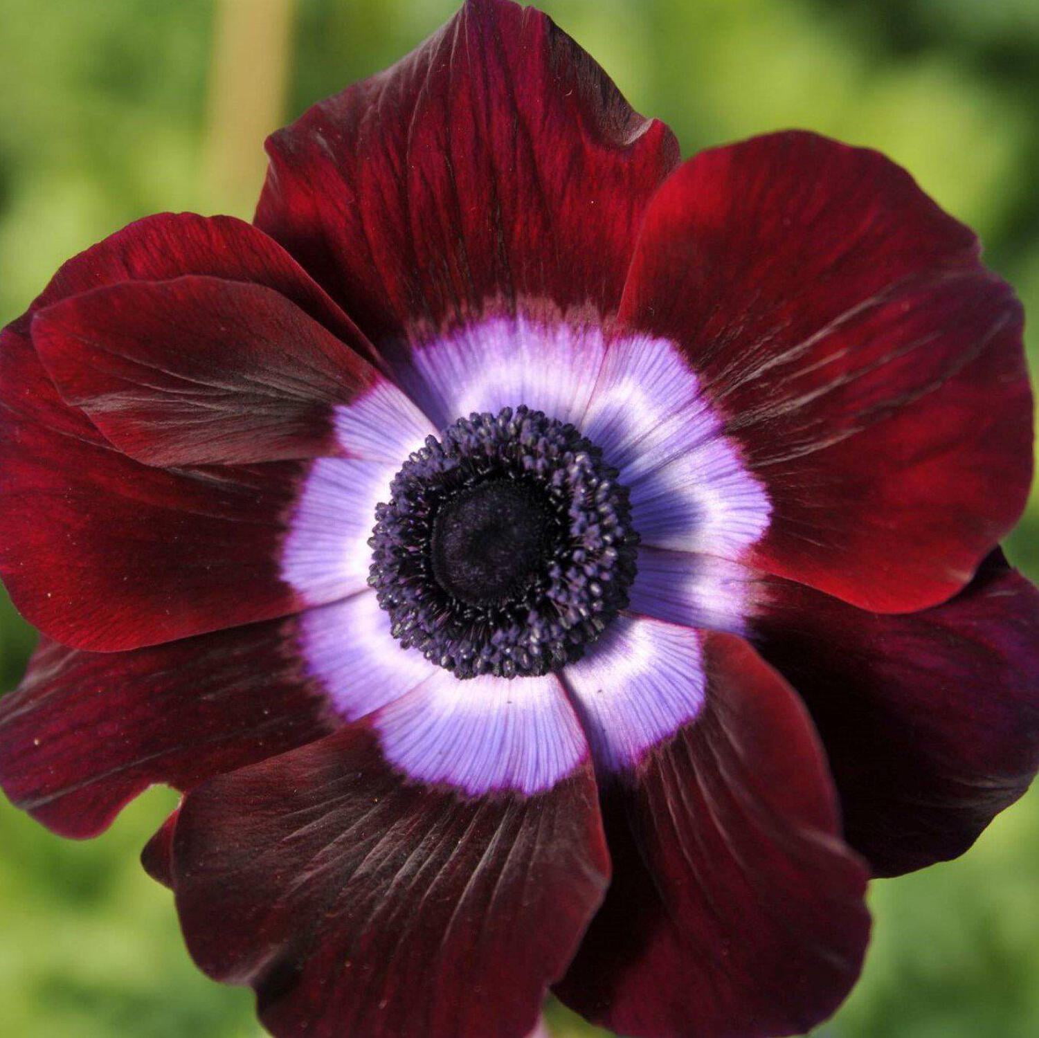 Easy to Grow Bulbs Italian Anemone - Thumbnail 3