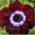 thumbnail image 1 of Easy to Grow Italian Anemone Mistral Bordeaux 10 Plant Bulbs, Spring Zones 8-10, 1 of 1