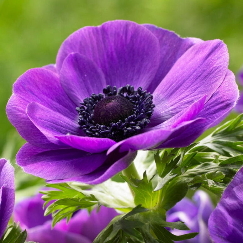 Italian Anemone Mistral Grape