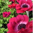 thumbnail image 1 of Easy to Grow Italian Anemone Mistral Magenta 10 Plant Bulbs, Spring Zones 8-10, 1 of 1