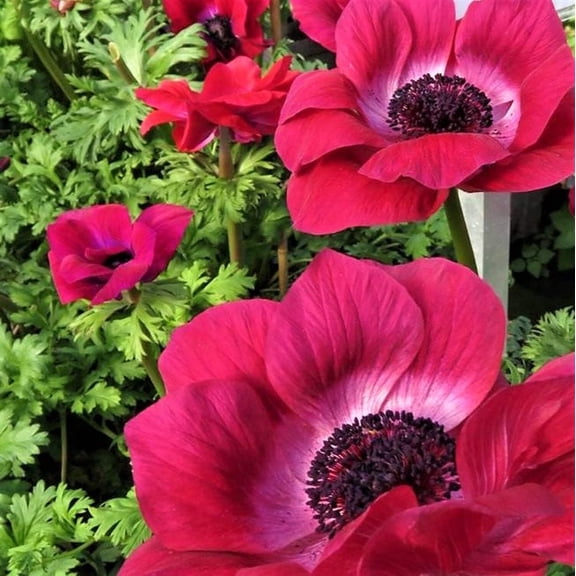 Easy to Grow Italian Anemone Mistral Magenta 10 Plant Bulbs, Spring Zones 8-10