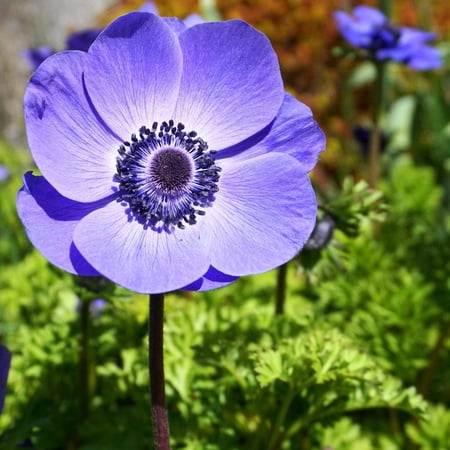 Easy to Grow Italian Anemone Mistral Plus Blu 10 Plant Bulbs, Spring Zones 8-10