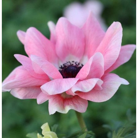 Easy to Grow Italian Anemone Mistral Rosa Chiaro 10 Plant Bulbs, Spring Zones 8-10