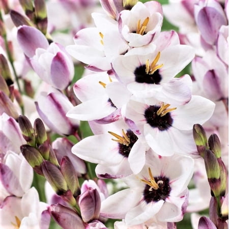 Easy to Grow Ixia Blue Bird 20 Plant Bulbs, Spring Summer Zones 8-10
