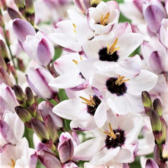 Easy to Grow Ixia Blue Bird 20 Plant Bulbs, Spring Summer Zones 8-10