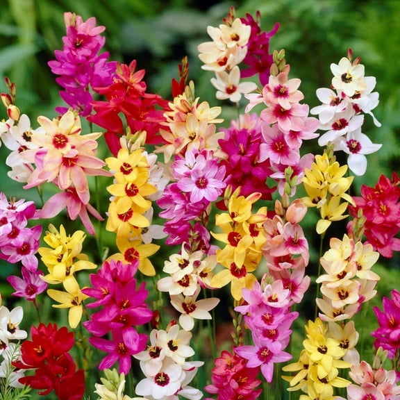 Easy to Grow Ixia Magic Wand Mix 80 Plant Bulbs, Spring Summer Zones 8-10