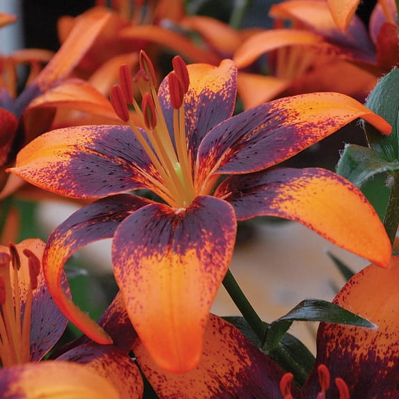 Easy to Grow Lilium Asiatic Tango Lily Orange Art 3 Plant Bulbs, Zones 4-9
