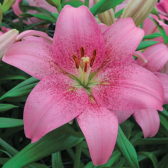Easy to Grow Lilium Asiatic Tango Lily Pink Brush 3 Plant Bulbs, Zones 4-9