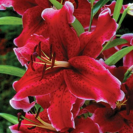 Easy to Grow Lilium Oriental Lily Rio Negro 3 Plant Bulbs, Summer Zones 5-9