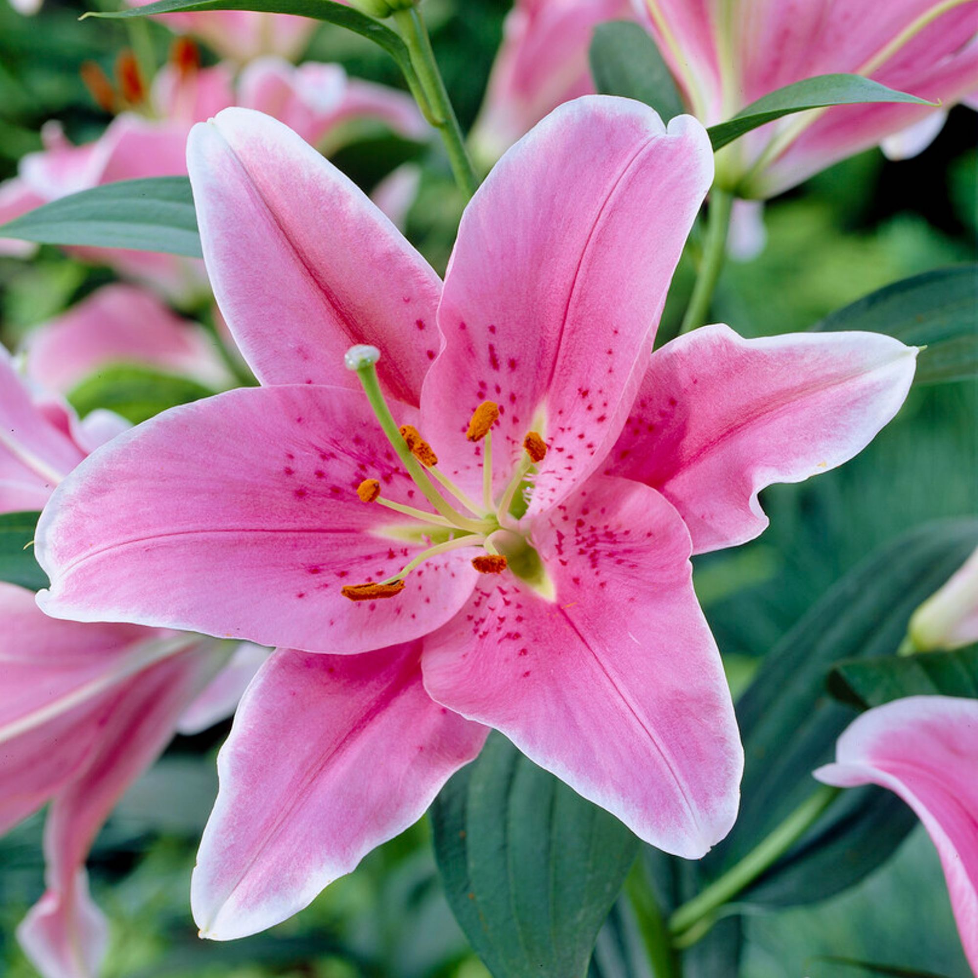Easy To Grow Lilium Oriental Lily Sorbonne 3 Plant Bulbs Summer Zones 