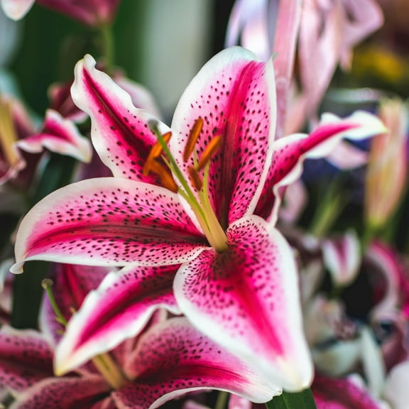 Easy to Grow Lilium Oriental Lily Stargazer 3 Plant Bulbs, Summer Zones 5-9