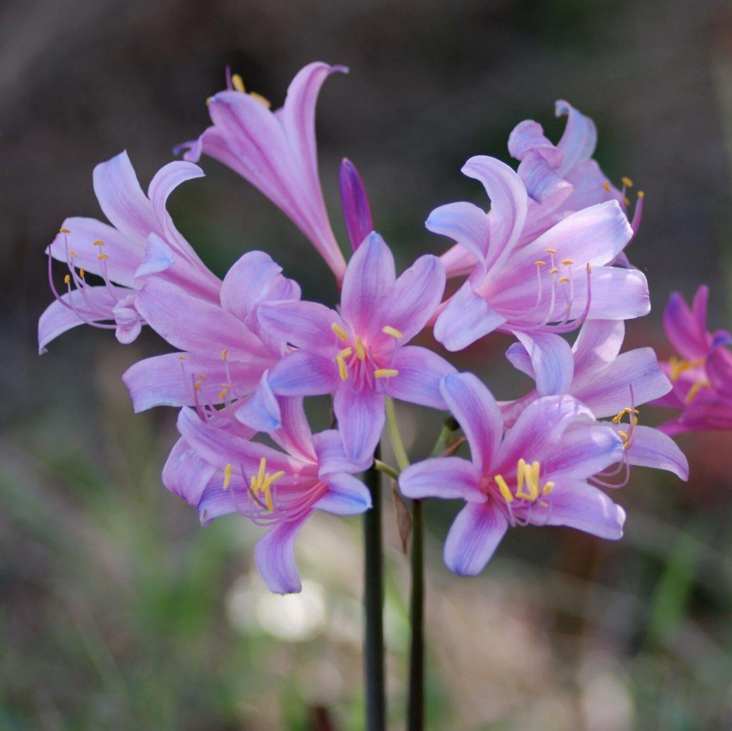 Easy to Grow Bulbs Lycoris Sprengeri