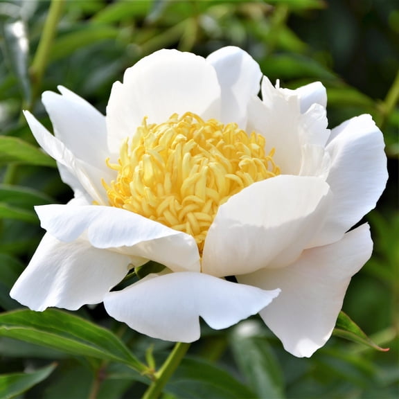 Easy to Grow Peony Moon of Nippon 1 Plant Root Division, Spring Fragrant Blooms Flowers