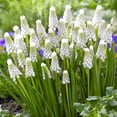 thumbnail image 1 of Easy to Grow Muscari Grape Hyacinth Siberian Tiger 10 Plant Bulbs Spring Zone 4-8, 1 of 3