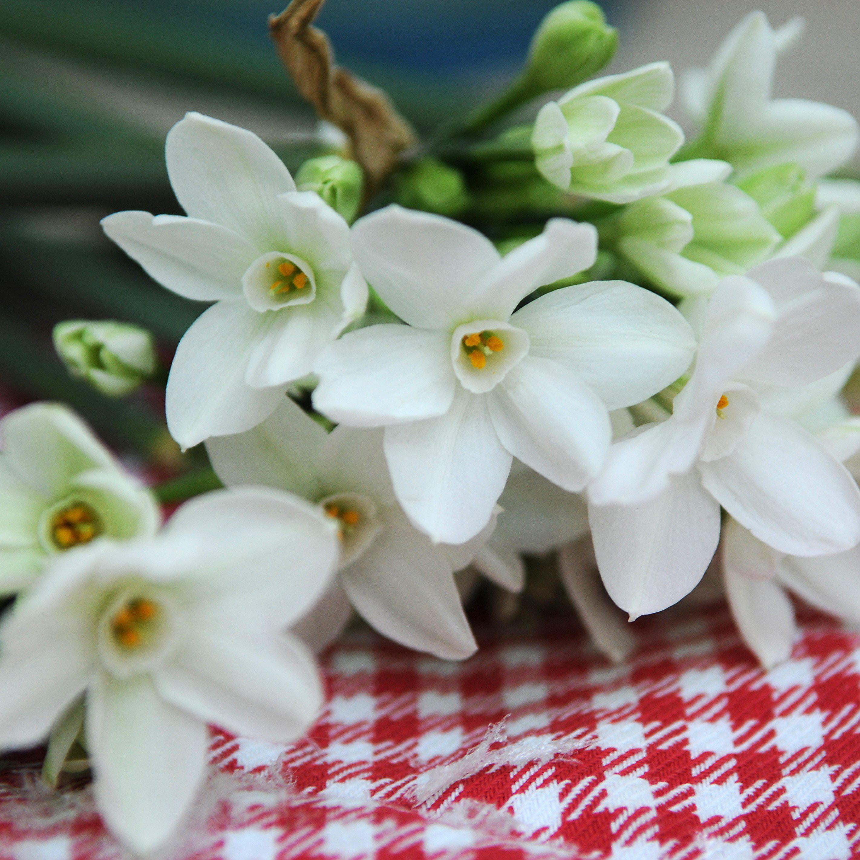 Easy to Grow Bulbs Narcissus Paperwhite Bulbs - Thumbnail 4