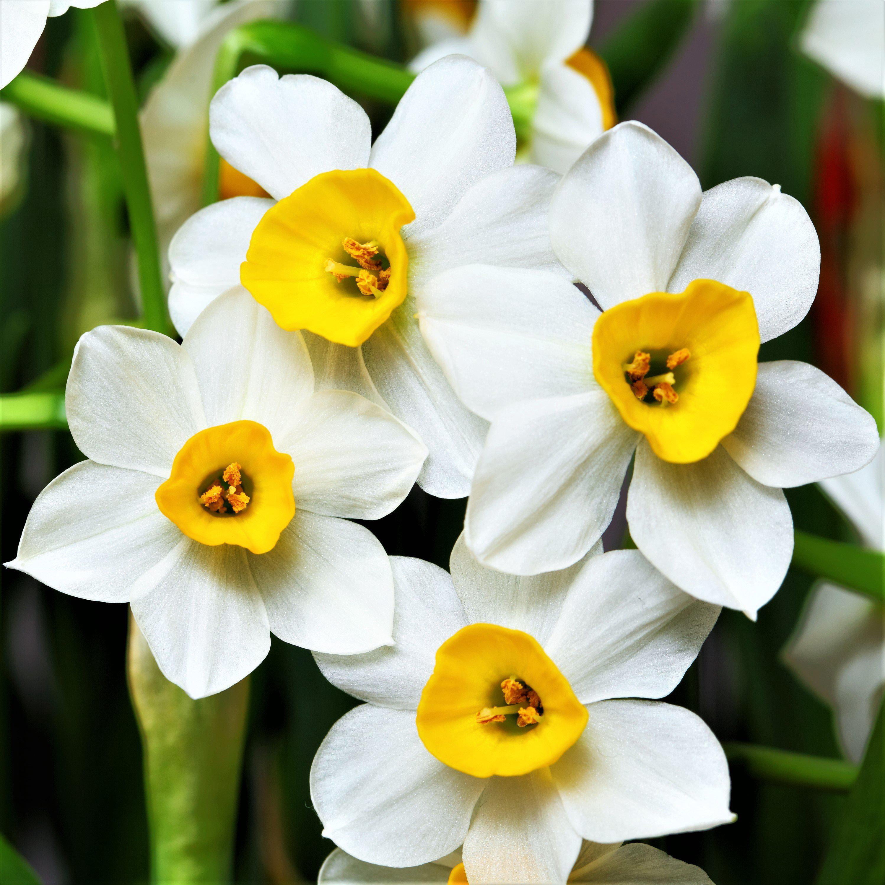 Easy to Grow Bulbs Narcissus Daffodil Canaliculatus