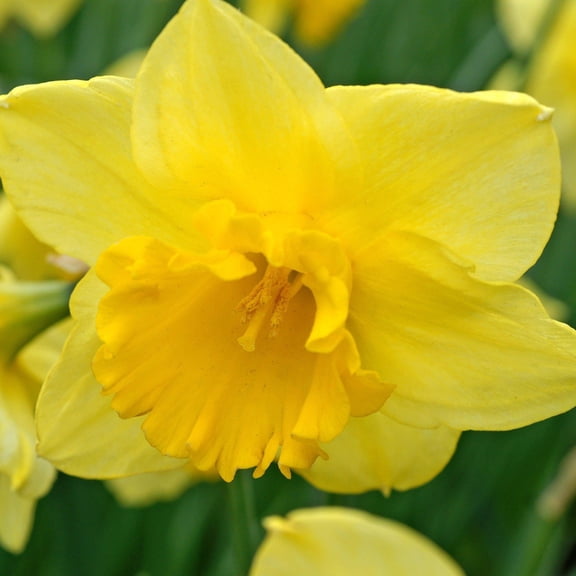 Easy to Grow Narcissus Daffodil Carlton 10 Plant Bulbs, Spring Zones 4-8