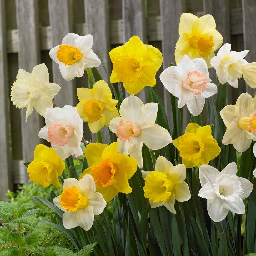 Easy to Grow Bulbs Narcissus Daffodil Trumpet Mix