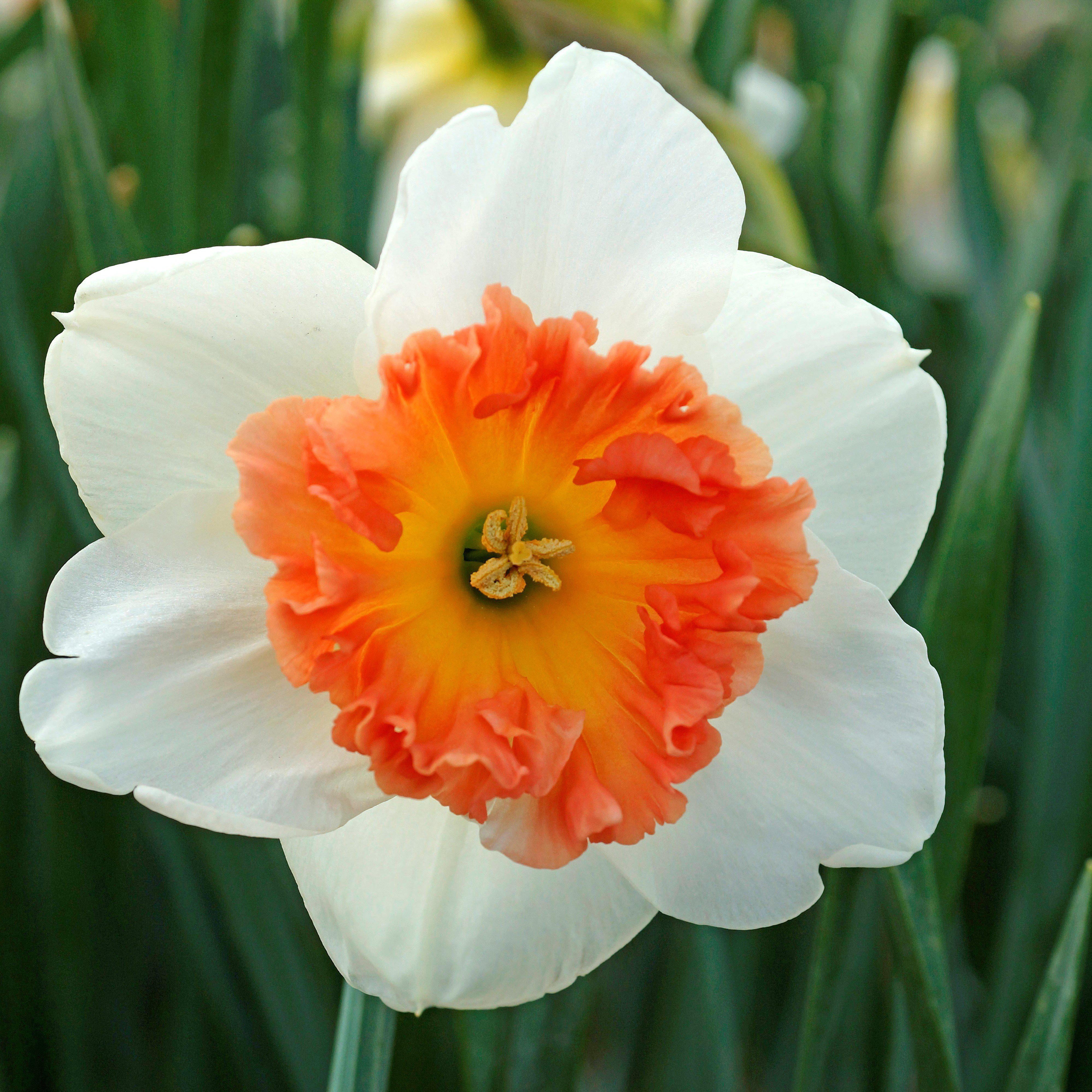 Narcissus Daffodil Precocious