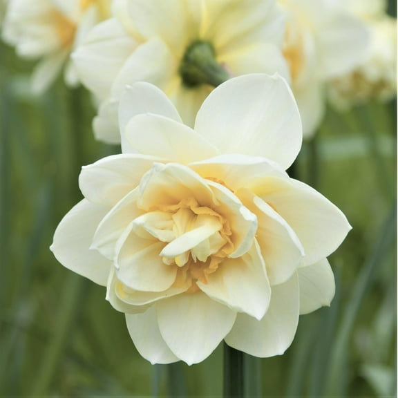 Easy to Grow Narcissus Daffodil White Lion 10 Plant Bulbs, Spring Zones 4-8