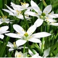 thumbnail image 1 of Easy to Grow Ornithogalum Star of Bethlehem 20 Plant Bulbs, Sun Zones 5-9, 1 of 5