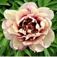 thumbnail image 1 of Easy to Grow Peony All That Jazz 1 Plant Root Division, Spring Outdoor Zone 3-8, 1 of 1